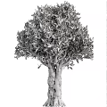 Olive Tree 3d model