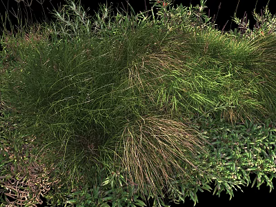 Natural Green Grasses And Diverse Low Growing Plants In Outdoor Landscape 3d model
