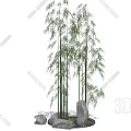 Tall Clump Of Bamboo Plants With Green Foliage And Stones On Mossy Ground