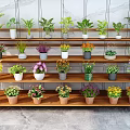 Indoor Potted Plants Display On Wooden Shelf With Multiple Layers And Colorful Flowers