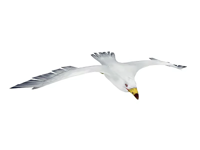 White Seagull Gracefully Flying With Spread Wings In Mid Air 3d model
