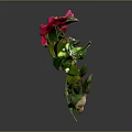 Beautiful Pink Camellia With Yellow Stamen And Green Leaves On Dark Background
