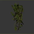 Green Vines With Twisted Branches And Lush Leaves On Black Background With Reflection
