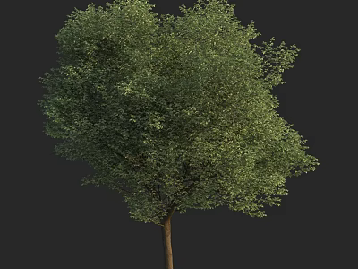 Lush Green Arbor With Thick Trunk And Dense Foliage In Natural Environment 3d model