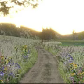 Picturesque Golden Sunset Rural Landscape With Horse Rider Riding Along Wild Flower Lined Country Path