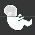 Woman's Fetal Model in White Color on Black Background
