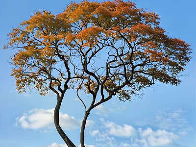 Arbor With Orange Yellow Leaves Twisted Branches And White Clouds In Blue Sky 3d model