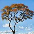 Arbor With Orange Yellow Leaves Twisted Branches And White Clouds In Blue Sky