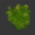 Lush Tropical Shrub Plant With Green And Yellow Foliage Against Gray Background