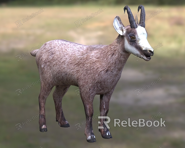 Rock antelope, gazelle, Bovine, gazelle model