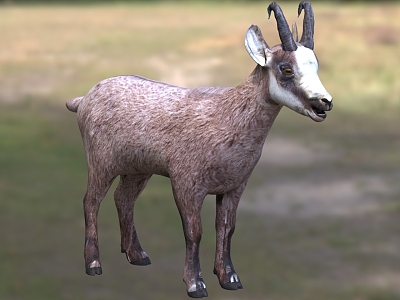 Rock antelope, gazelle, Bovine, gazelle model