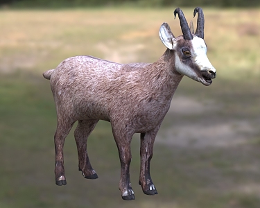 Rock antelope, gazelle, Bovine, gazelle 3d model