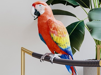 Modern parrot model