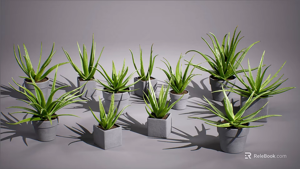 Multiple Aloe Vera Potted Plants in Gray Pots on Gray Background 3d model 