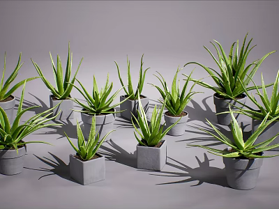 Multiple Aloe Vera Potted Plants in Gray Pots on Gray Background 3d model