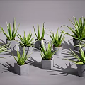 Multiple Aloe Vera Potted Plants in Gray Pots on Gray Background