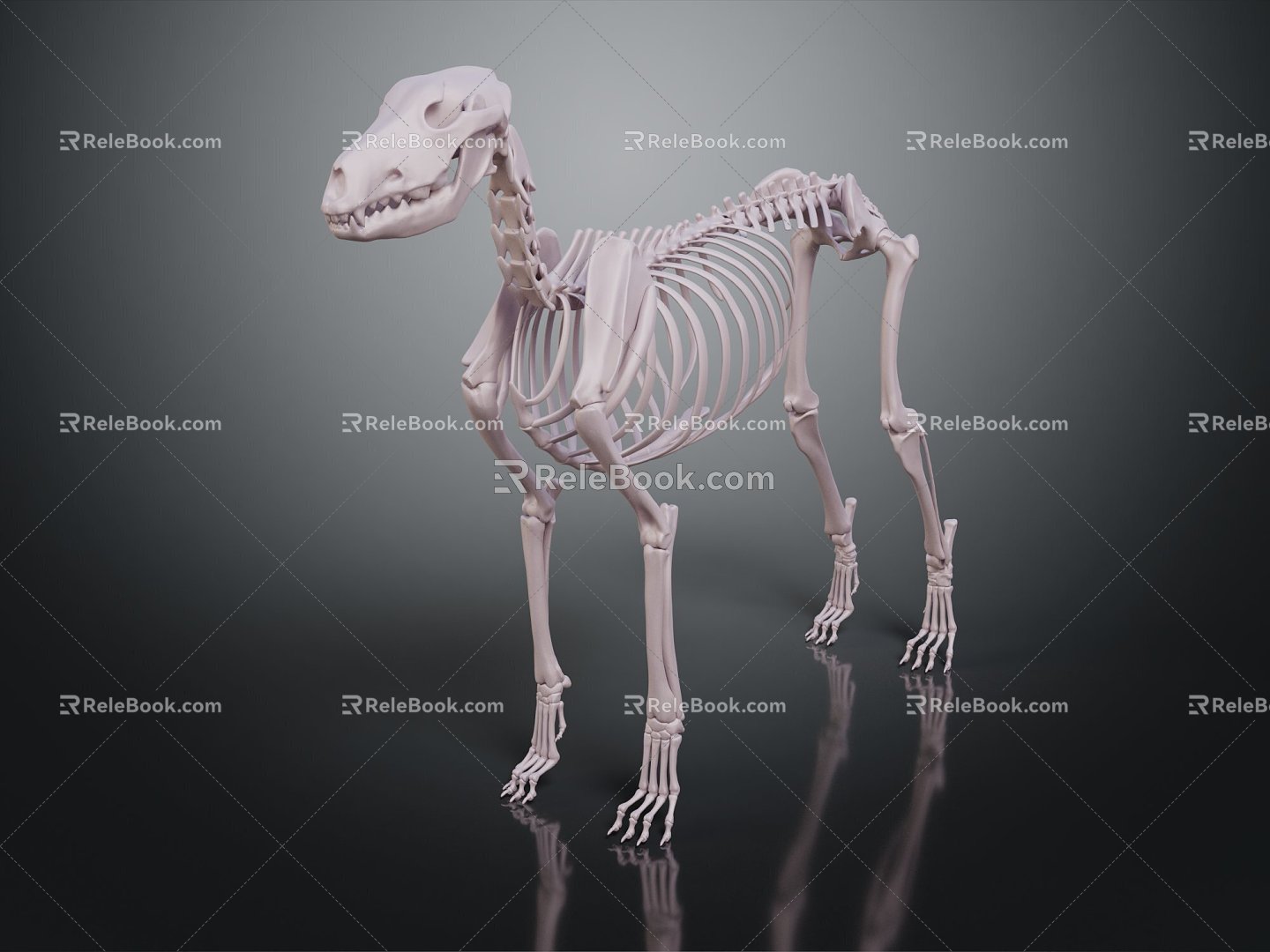 Modern Skeleton Dog Skeleton Animal Skeleton Skeleton 3d model