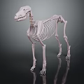 Veterinary Medical Device Animal Skeleton Model with Detailed Structure for Anatomical Education and Clinical Training