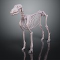 Modern Skeleton Dog Skeleton Animal Skeleton Skeleton 3d model