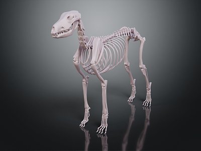 Modern Skeleton Dog Skeleton Animal Skeleton 3d model