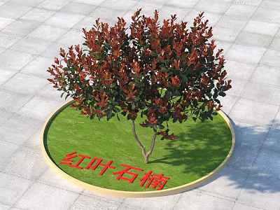 Red Leaf Photinia Plant In Circular Green Lawn With Gray Paving Stones 3d model