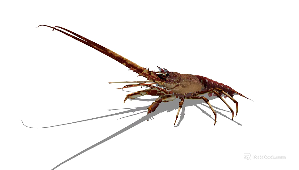 Spiny Lobster With Long Antennas And Spiny Exoskeleton In Marine Habitat 3d model 