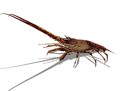 Spiny Lobster With Long Antennas And Spiny Exoskeleton In Marine Habitat 3d model