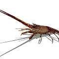 Spiny Lobster With Long Antennas And Spiny Exoskeleton In Marine Habitat