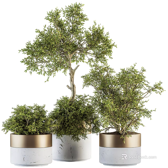 Bonsai Potted Plants with Lush Green Foliage in Different Decorative Pots for Indoor Home Decor 3d model 