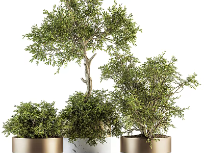 Bonsai Potted Plants with Lush Green Foliage in Different Decorative Pots for Indoor Home Decor 3d model