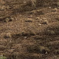 Natural Stone And Wood Elements In Rustic Hay Covered Grassland With Wildflowers