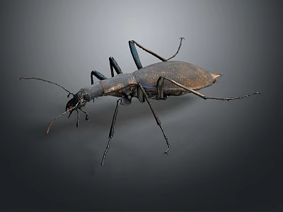 Detailed View Of Metallic Brown Beetle With Long Legs Isolated On Dark Background 3d model