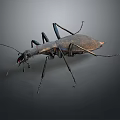 Detailed View Of Metallic Brown Beetle With Long Legs Isolated On Dark Background