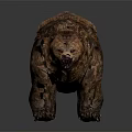Brown Bear With Thick Brown Red Fur Standing On Gray Background Surface 3d model