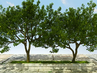 Arbor Trees With Green Leaves Yellow Fruits On Stone Pavement Grass Lawn And Blue Sky 3d model