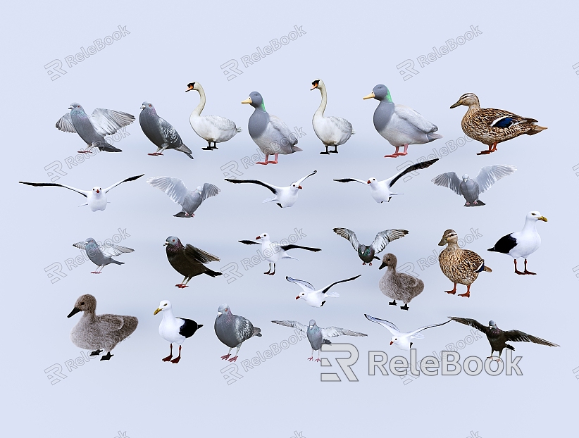 Birds Pigeons Swan Birds and other combinations model