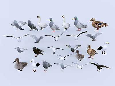 Various Flying Animals Including Doves Swans Ducks And Seagulls In Different Poses 3d model