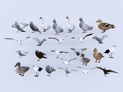 Birds Pigeons Swan Birds and other combinations model