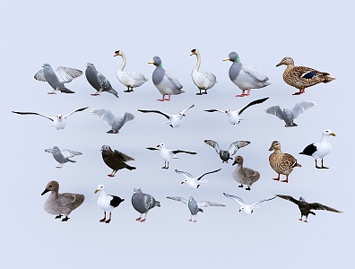 Birds Pigeons Swan Birds and other combinations 3d model