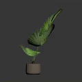 Green Fan Shaped Leaf Potted Plant In Light Colored Ceramic Pot 3d model