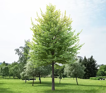 Modern Arbor Street Tree Courtyard Tree Landscape Tree Ginkgo Tree Forest Trees 3d model