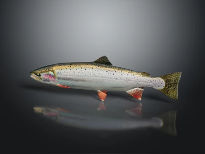 Rainbow Trout Featuring Colorful Stripes Spotted Body And Red Fins On Shiny Dark Background 3d model