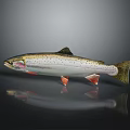 Rainbow Trout Featuring Colorful Stripes Spotted Body And Red Fins On Shiny Dark Background
