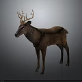 Detailed Realistic 3D Model of Brown Deer with Antlers Standing on Gray Background