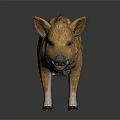 Baby Wild Boar with Brown Stripes Standing on Black Background Showing Reflection