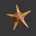 Detailed Orange Brown Five Armed Starfish On Dark Reflective Background Surface 3d model