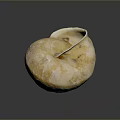 Aquatic Animal Nautilus Shell with Spiral Shape Natural Cream Yellow Texture