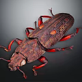 Detailed Reddish Brown Spotted Beetle With Red Legs On Dark Background