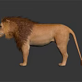 Majestic Lion with Thick Brown Mane Standing on Dark Background with Reflection 3d model