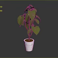 Green Leafy Plant with Brown Stems in White Ceramic Pot for Indoor Decoration